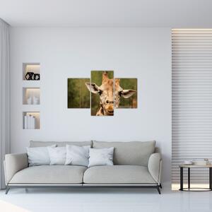 Egy zsiráf képe (90x60 cm)