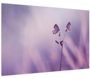 Kép - Lila pillangók (90x60 cm)