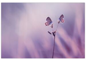 Kép - Lila pillangók (90x60 cm)