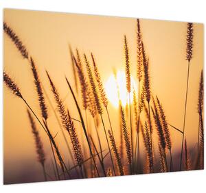 Kép - Füvek a napon (70x50 cm)