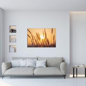 Kép - Füvek a napon (90x60 cm)