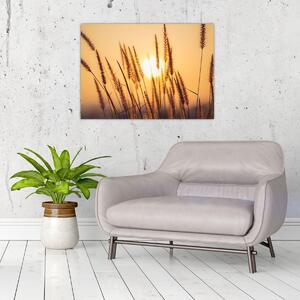Kép - Füvek a napon (70x50 cm)