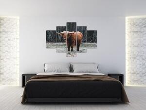 Kép - Skót tehén 2 (150x105 cm)