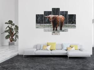 Kép - Skót tehén 2 (150x105 cm)