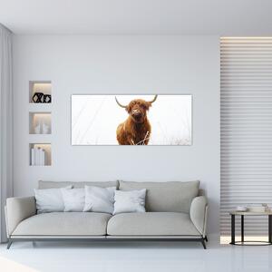 Kép - Skót tehén (120x50 cm)