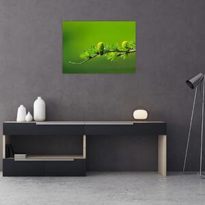 Zöld fenyőtoboz képe (70x50 cm)