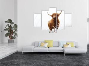 Kép - Skót tehén (150x105 cm)