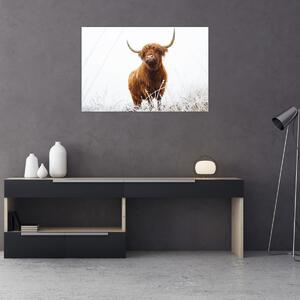 Kép - Skót tehén (90x60 cm)