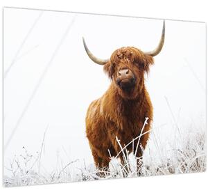 Kép - Skót tehén (70x50 cm)