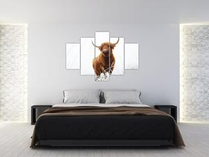 Kép - Skót tehén (150x105 cm)