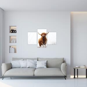 Kép - Skót tehén (90x60 cm)