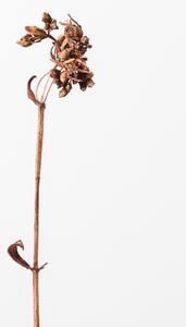 Művészeti fotózás Dried brown plant 2, Studio Collection, (26.7 x 40 cm)