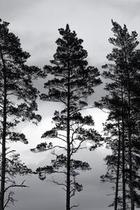 Illusztráció Swedish Trees, Mareike Böhmer, (26.7 x 40 cm)