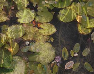 Illusztráció Pond plants, Nel Talen, (40 x 30 cm)