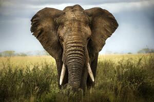 Fotográfia Encounters in Serengeti, Alberto Ghizzi Panizza, (40 x 26.7 cm)