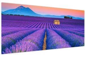 Kép - Levendula mező (120x50 cm)