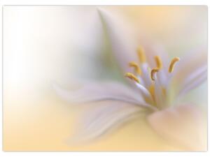 Kép - Gyengéd virág (70x50 cm)