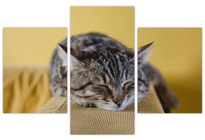 Macska a kanapén képe (90x60 cm)