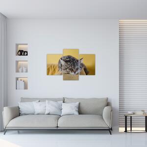Macska a kanapén képe (90x60 cm)