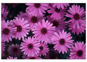 Rózsaszín virágok képe (90x60 cm)