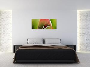 Színes madár képe (120x50 cm)