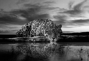 Fotótapéta - Kúszó Jaguar fekete-fehérben (152,5x104 cm)