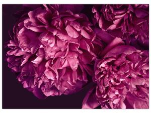 Kép - Csokor pünkösdi rózsa (70x50 cm)