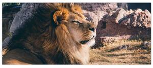 Egy fekvő oroszlán képe (120x50 cm)