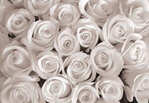 Fotótapéta - Fehér rózsák (152,5x104 cm)