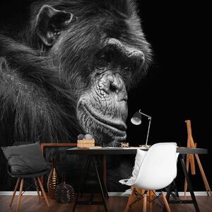 Fotótapéta - Gorilla (152,5x104 cm)