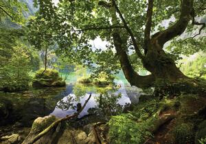 Fotótapéta - Az erdőben elrejtett tó (152,5x104 cm)