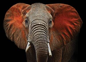 Fotótapéta - Elefánt - vörös fülek (152,5x104 cm)