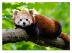A vörös panda képe (70x50 cm)