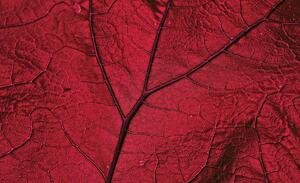 Fotótapéta - Makró levél - piros (152,5x104 cm)