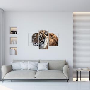 Tigris képe (90x60 cm)