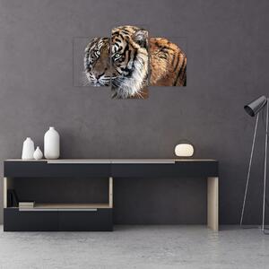 Tigris képe (90x60 cm)