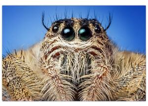 A pók részletének képe (90x60 cm)