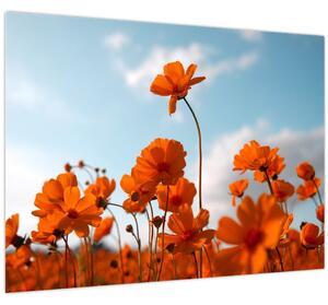 Kép - Réti virágok (70x50 cm)