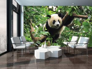 Fotótapéta - Panda (152,5x104 cm)