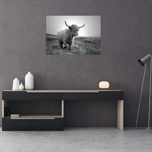 Kép - Skót tehén, fekete-fehér (70x50 cm)