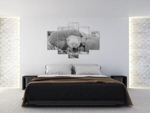 Kép - Jegesmedvék, fekete-fehér (150x105 cm)