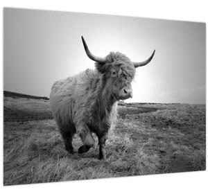 Kép - Skót tehén, fekete-fehér (70x50 cm)