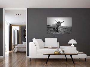 Kép - Skót tehén, fekete-fehér (90x60 cm)
