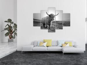 Kép - Skót tehén, fekete-fehér (150x105 cm)