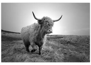 Kép - Skót tehén, fekete-fehér (90x60 cm)