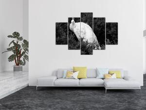Kép - Páva, fekete-fehér (150x105 cm)