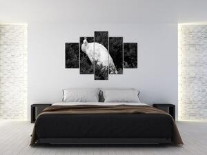 Kép - Páva, fekete-fehér (150x105 cm)