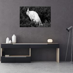 Kép - Páva, fekete-fehér (90x60 cm)