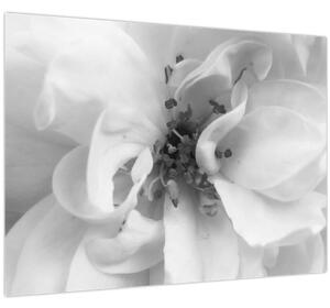 Kép - Virág, fekete-fehér (70x50 cm)