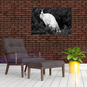 Kép - Páva, fekete-fehér (90x60 cm)